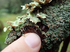 Pannaria sphinctrina