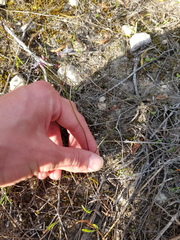 Strumaria tenella tenella