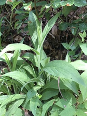 Digitalis grandiflora