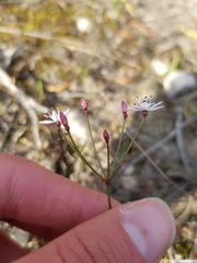 Strumaria tenella tenella