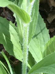 Digitalis grandiflora
