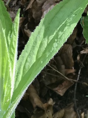 Digitalis grandiflora