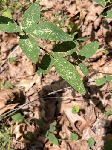 Image of Desmodium obtusum by (c) Nathan Aaron, some rights reserved (CC BY)