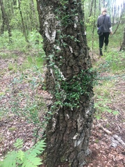 Cotoneaster divaricatus