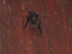 Emballonuridae
