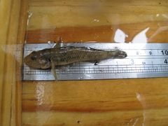 Rhinogobius similis