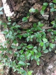 Cotoneaster divaricatus