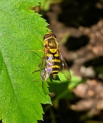 Syrphus knabi
