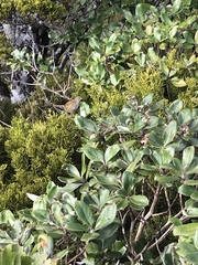 Poodytes punctatus punctatus