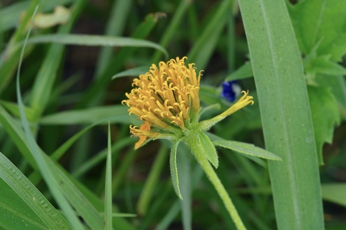 Image of Sclerocarpus uniserialis by (c) Michelle W. （鍾偉瑋）, some rights reserved (CC BY)