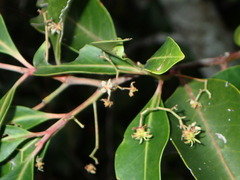 Pterocelastrus rostratus