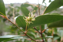 Pterocelastrus rostratus