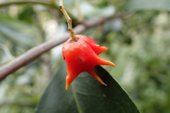 Pterocelastrus rostratus