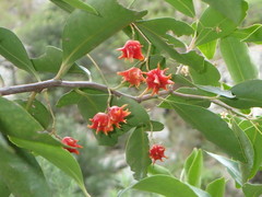 Pterocelastrus rostratus