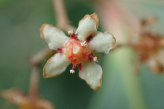 Pterocelastrus rostratus