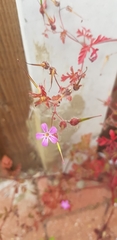 Geranium robertianum