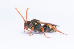 Nomada marshamella