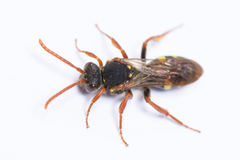 Nomada marshamella