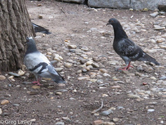 Columba livia domestica