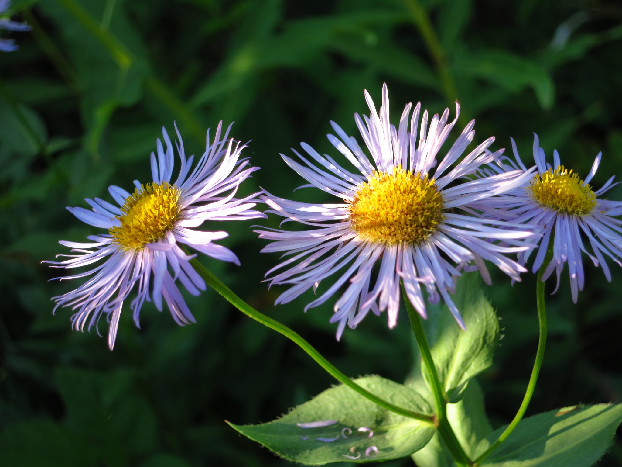 Symphyotrichum spathulatum var. spathulatum