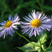 Western Mountain Aster - Photo (c) Steve Cyr, some rights reserved (CC BY-ND)
