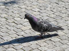 Columba livia domestica