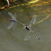 Zygonyx torridus - Photo (c) sharon stanton, algunos derechos reservados (CC BY-NC), subido por sharon stanton