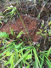 Spathoglottis micronesiaca