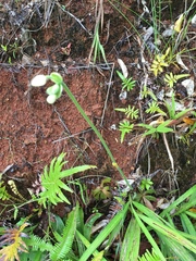 Spathoglottis micronesiaca