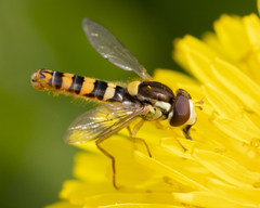 Sphaerophoria philanthus