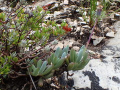 Curio crassulifolius
