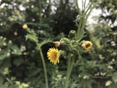 Sonchus asper