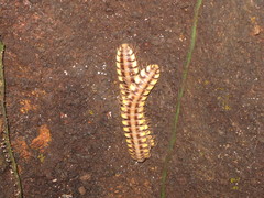 Nyssodesmus python