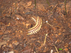 Nyssodesmus python
