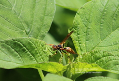 Polistes