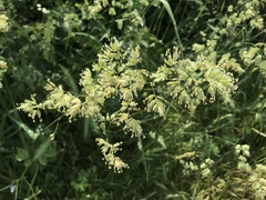 Dactylis glomerata