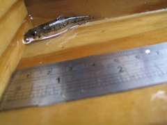 Microphysogobio brevirostris