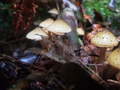 Armillaria limonea