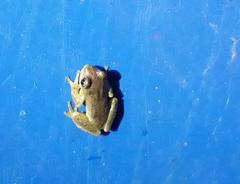 Dendropsophus bogerti
