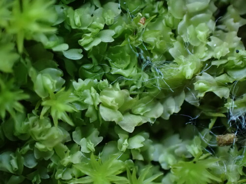 Image of Mesoptychia gillmanii by no rights reserved