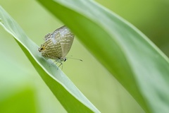 Jamides alecto dromicus