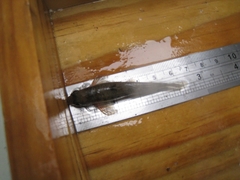 Microphysogobio brevirostris