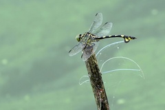 Sinictinogomphus clavatus