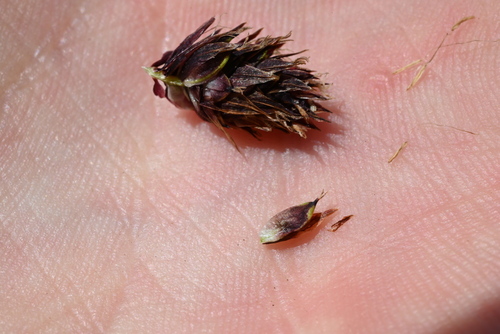 Image of Carex chalciolepis by (c) Anders Hastings, some rights reserved (CC BY)