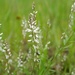 Senega paniculata - Photo (c) wangleeping, μερικά δικαιώματα διατηρούνται (CC BY-NC), uploaded by wangleeping