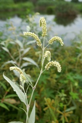 Persicaria lapathifolia lanata