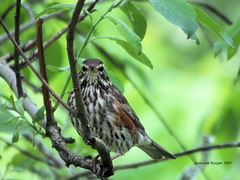 Turdus iliacus