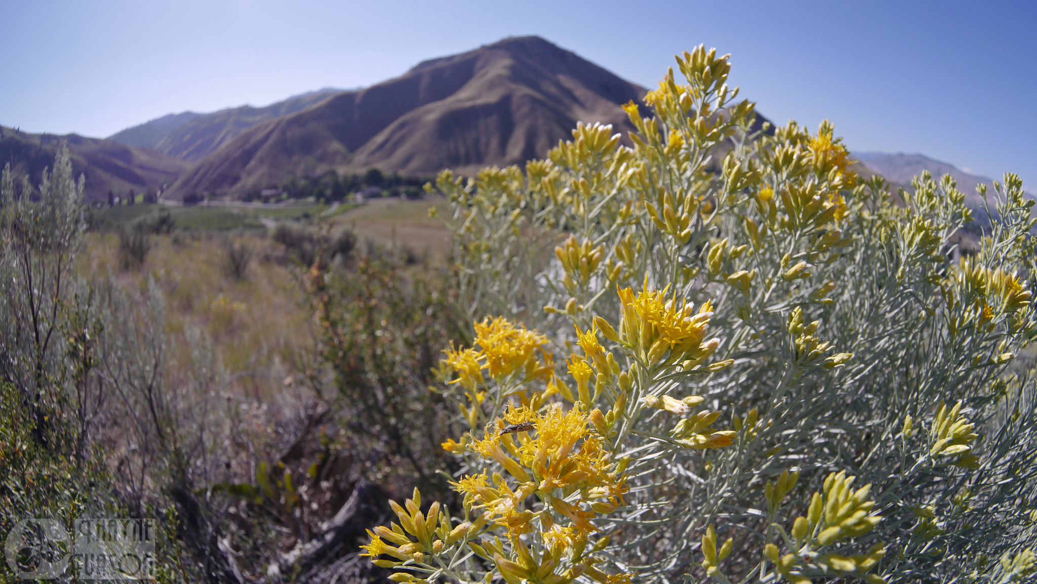 Ericameria nauseosa var. speciosa