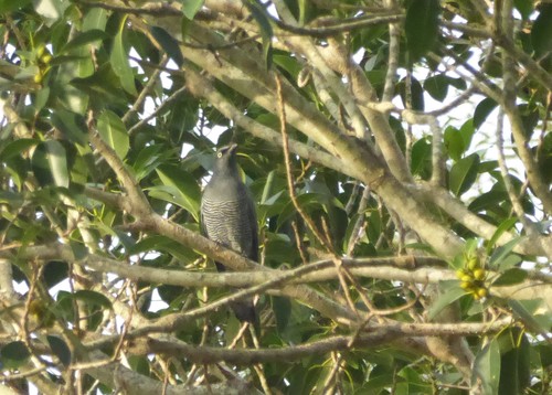 Coracina lineata