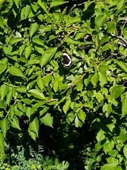 Limenitis arthemis rubrofasciata